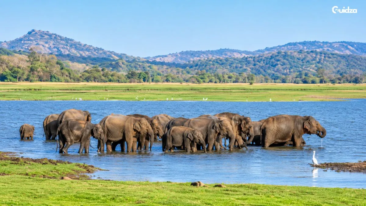 wildlife safari sri lanka